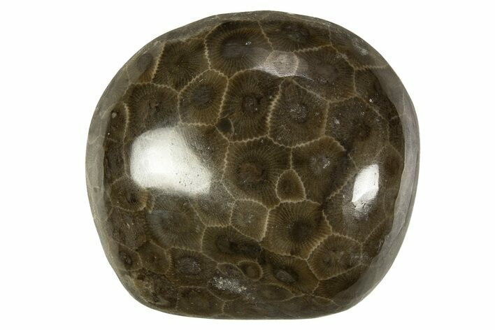 Polished Petoskey Stone (Fossil Coral) - Michigan #328368